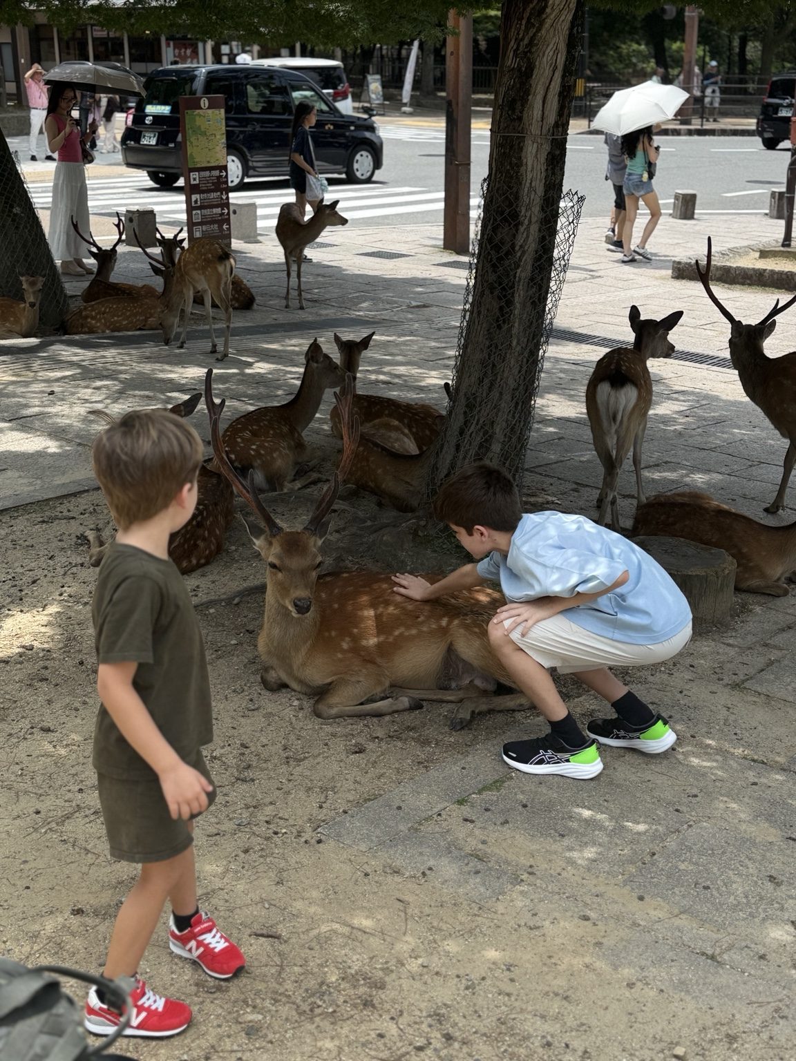 Crianças observando os cervos em Nara